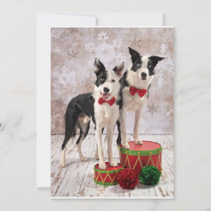 Border Collies Holiday Card