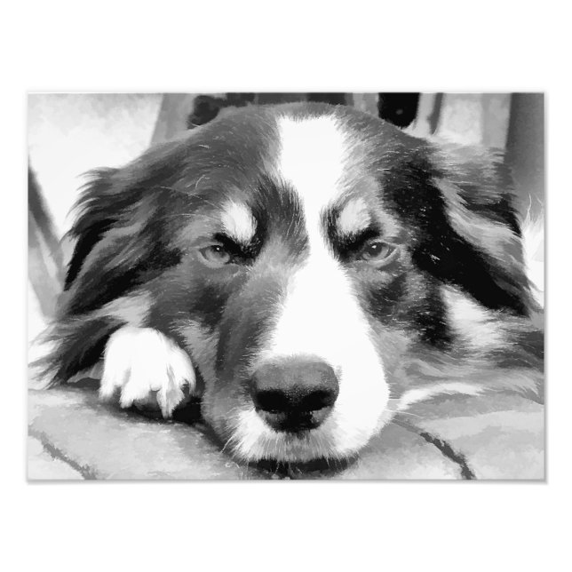 BORDER COLLIES PHOTO PRINT (Front)