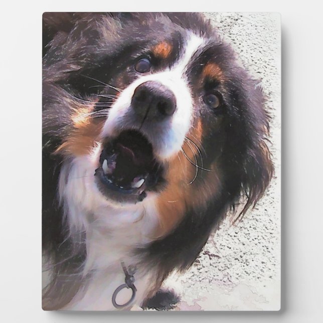 BORDER COLLIES PLAQUE (Front)