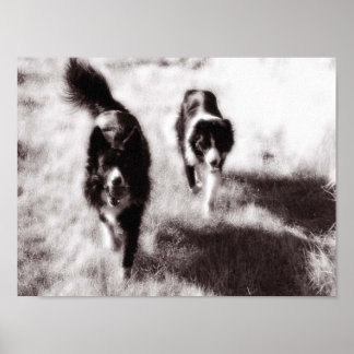 Border Collies Poster