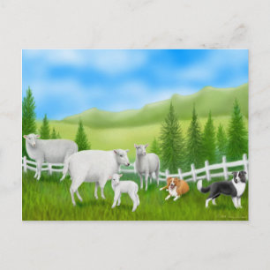 Border Collies & Sheep Postcard