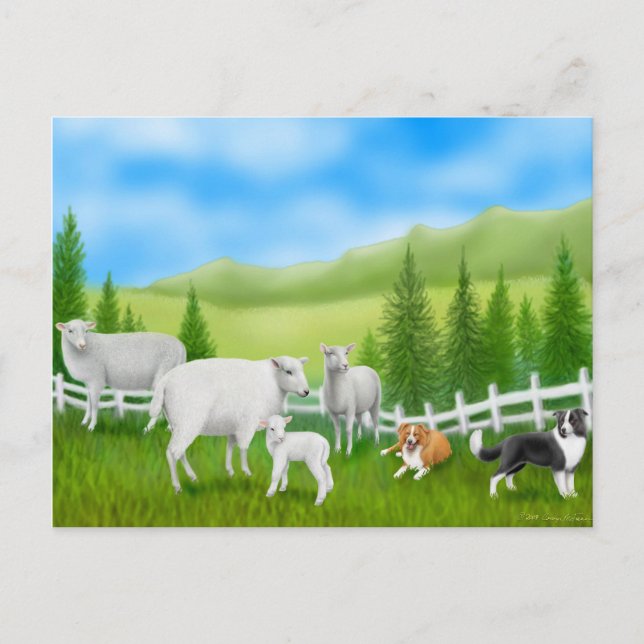 Border Collies & Sheep Postcard (Front)