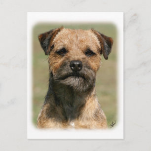 Border Terrier 9Y325D-038 Postcard