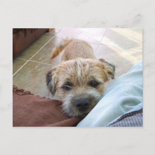 border terrier begging.png postcard (Front)