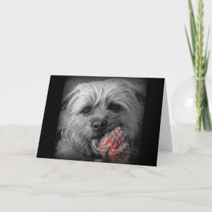 Border Terrier Birthday Card