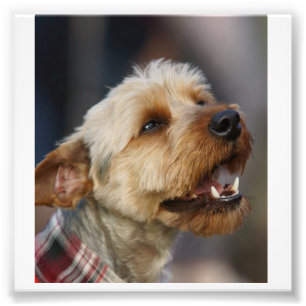 Border Terrier Cross Photo Print