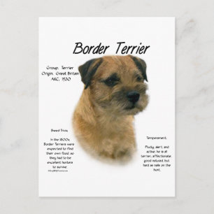 Border Terrier History Design Postcard