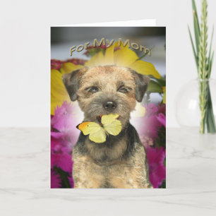 Border Terrier Mom Cards