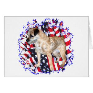 Border Terrier Patriot