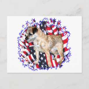 Border Terrier Patriot Postcard