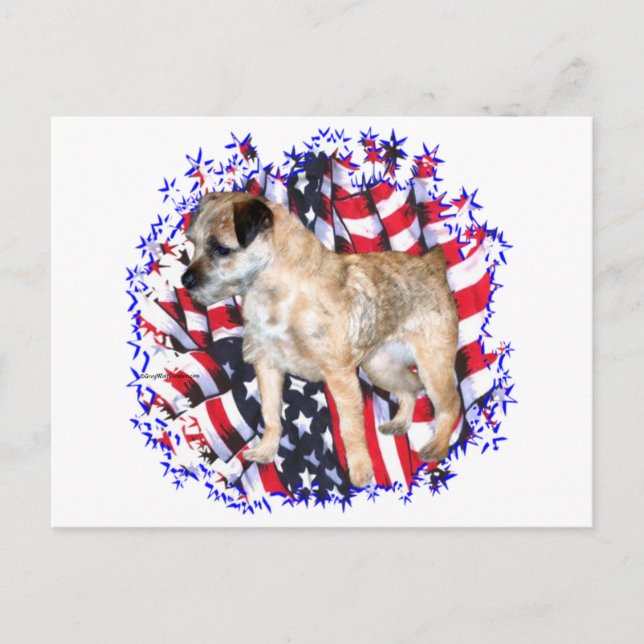 Border Terrier Patriot Postcard (Front)