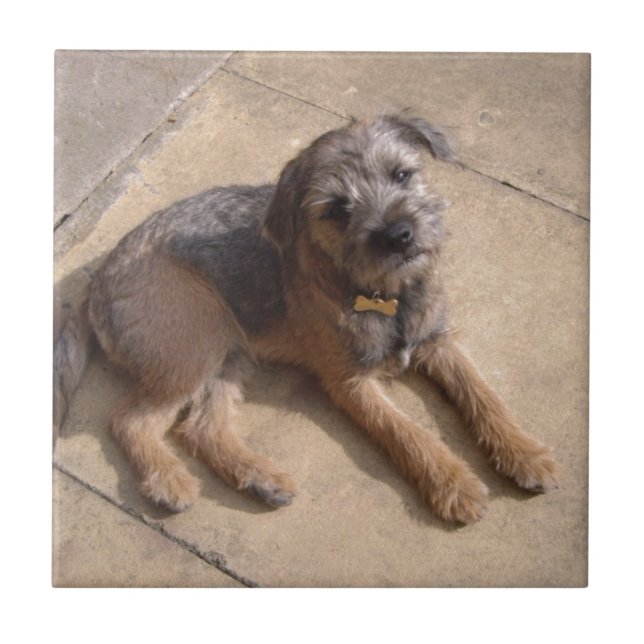 Border Terrier Puppy Tile (Front)