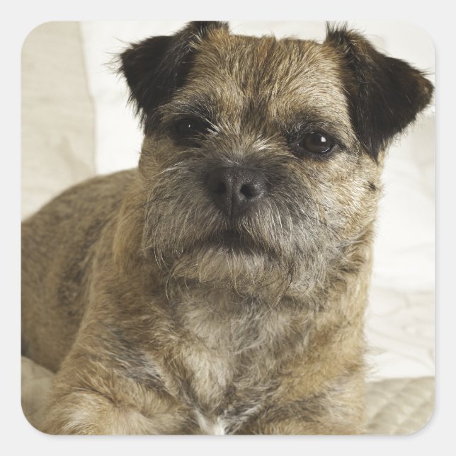 Border Terrier Square Sticker (Front)