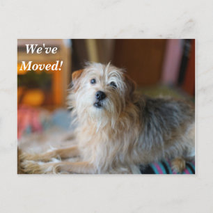 Border Terrier We've Moved New Address Postcard