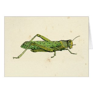 Bordered Print of Green Grasshopper