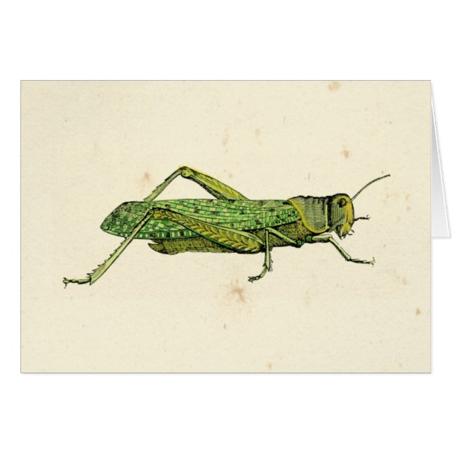 Bordered Print of Green Grasshopper (Front Horizontal)