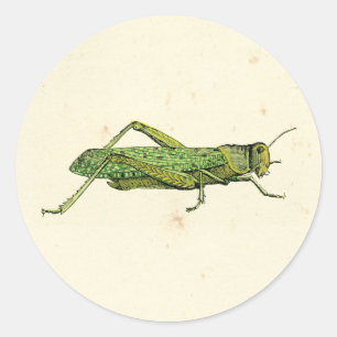 Bordered Print of Green Grasshopper Classic Round Sticker