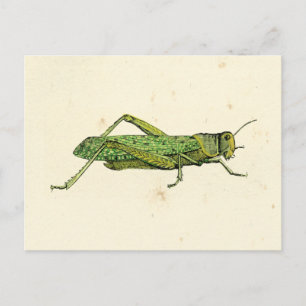 Bordered Print of Green Grasshopper Postcard