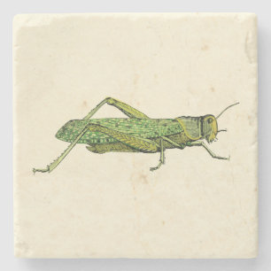 Bordered Print of Green Grasshopper Stone Coaster