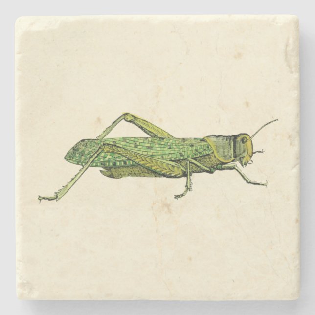 Bordered Print of Green Grasshopper Stone Coaster (Front)