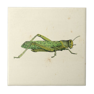 Bordered Print of Green Grasshopper Tile