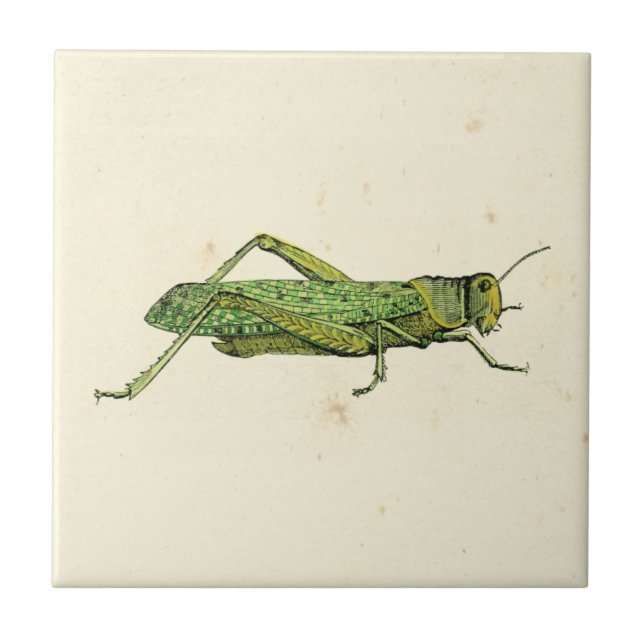 Bordered Print of Green Grasshopper Tile (Front)