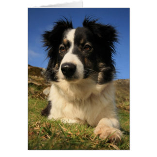 Bordure Collie
