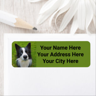 Bordure Collie