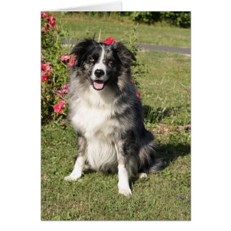 Bordure Collie