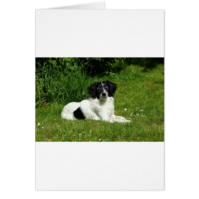 Bordure Collie (Devant)