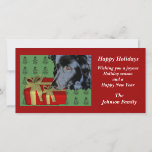 Bordure Collie Animal Christmas Carte de Noël