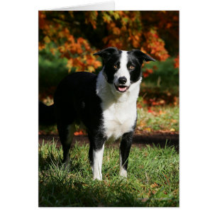 Bordure Collie Automne Debout