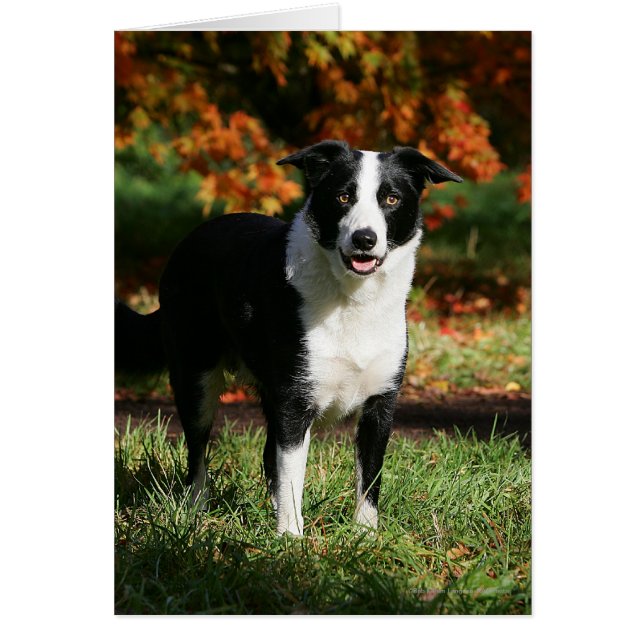 Bordure Collie Automne Debout (Devant)