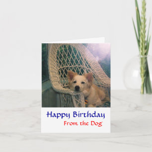 Bordure Collie Carte d'anniversaire