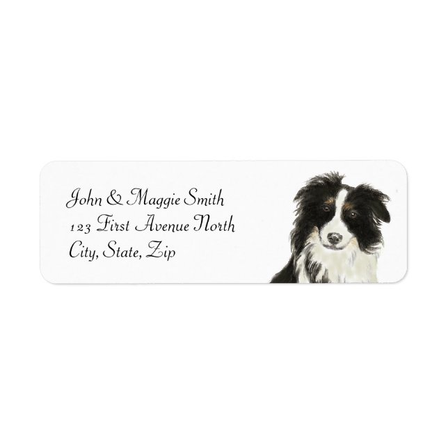 Bordure Collie Chien Animal animal animal animal N (Devant)