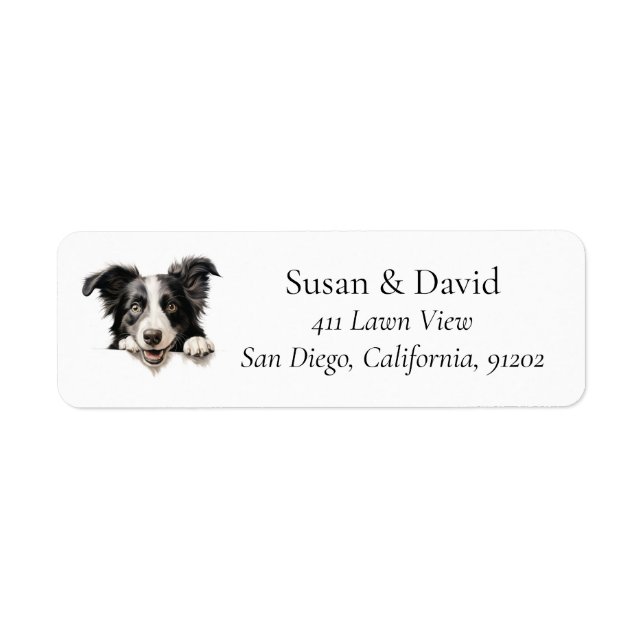 Bordure Collie Chien race Animaux de compagnie Ama (Devant)