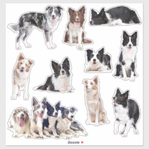 Bordure Collie ensemble de 10 autocollants