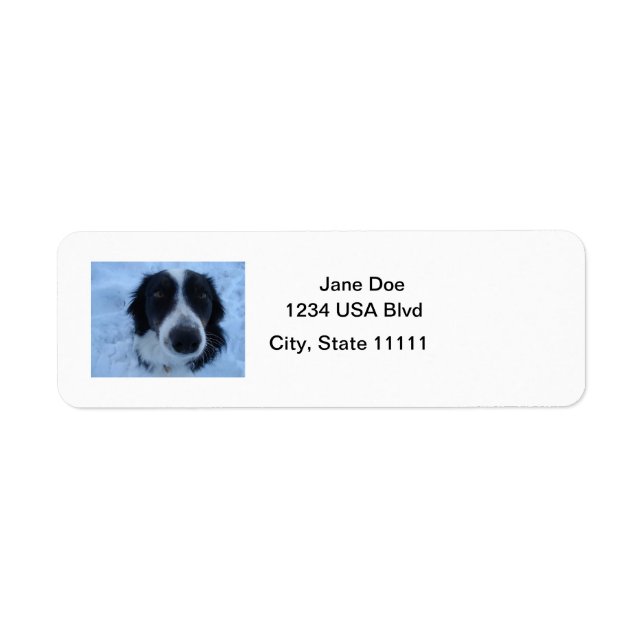 Bordure Collie Étiquettes de adresse (Devant)
