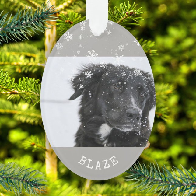Bordure Collie Noël Personnalisé Animaux de compag (Créateur téléchargé)