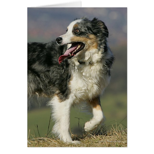 Bordure Collie Panne 2 (Devant)