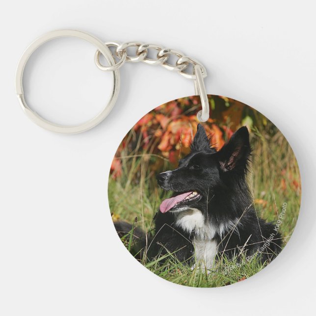 Bordure Collie Panne S'Étalant (Devant)