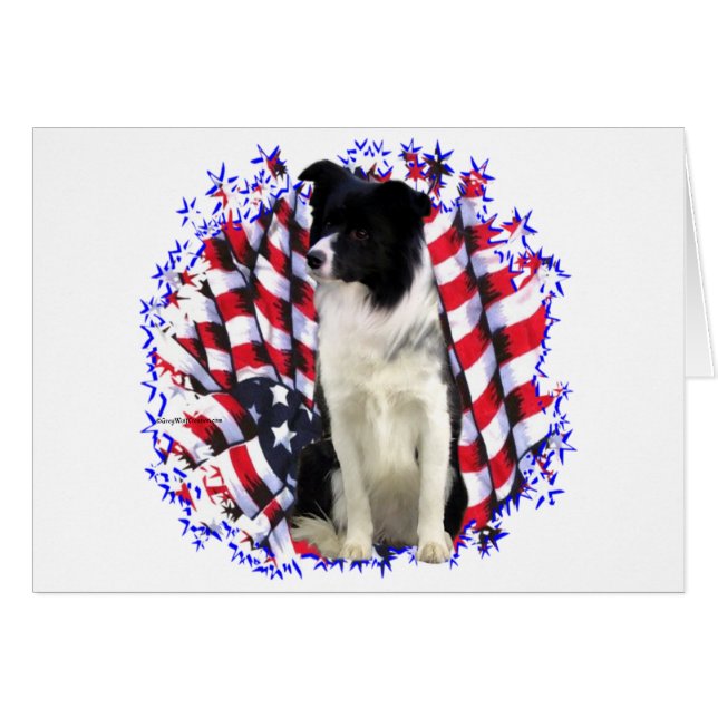 Bordure Collie Patriot (Devant horizontal)