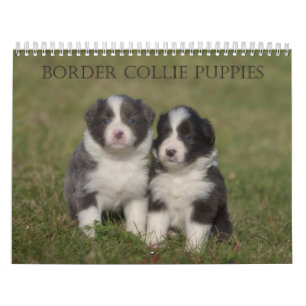 Bordure Collie Puppies calendrier mur
