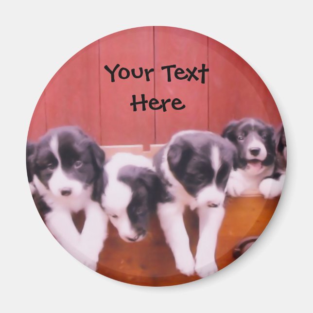 Bordure Collie Puppies Dans Le Magnet Du Tiroir (Devant)