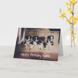 Bordure Collie Puppies Personnalisé Carte Annivers