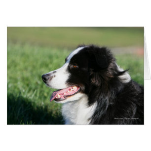 Bordure Collie Puppy S'Éclatant