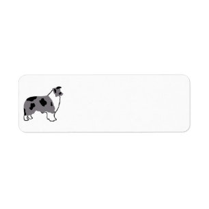 Bordure Collie silo bleu merle et blanc