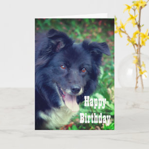Bordure Collie souriant jolie carte d'anniversaire