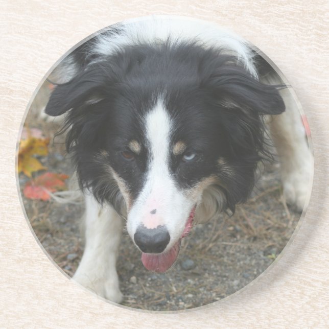 Bordure Collie Stare Chien Boire Dessous de verre (Devant)