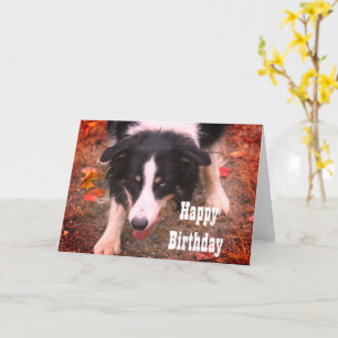 Bordure Collie Stare Chien Carte d'anniversaire